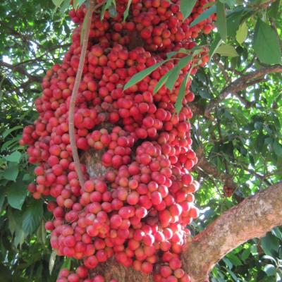 Đặc sản miền nam